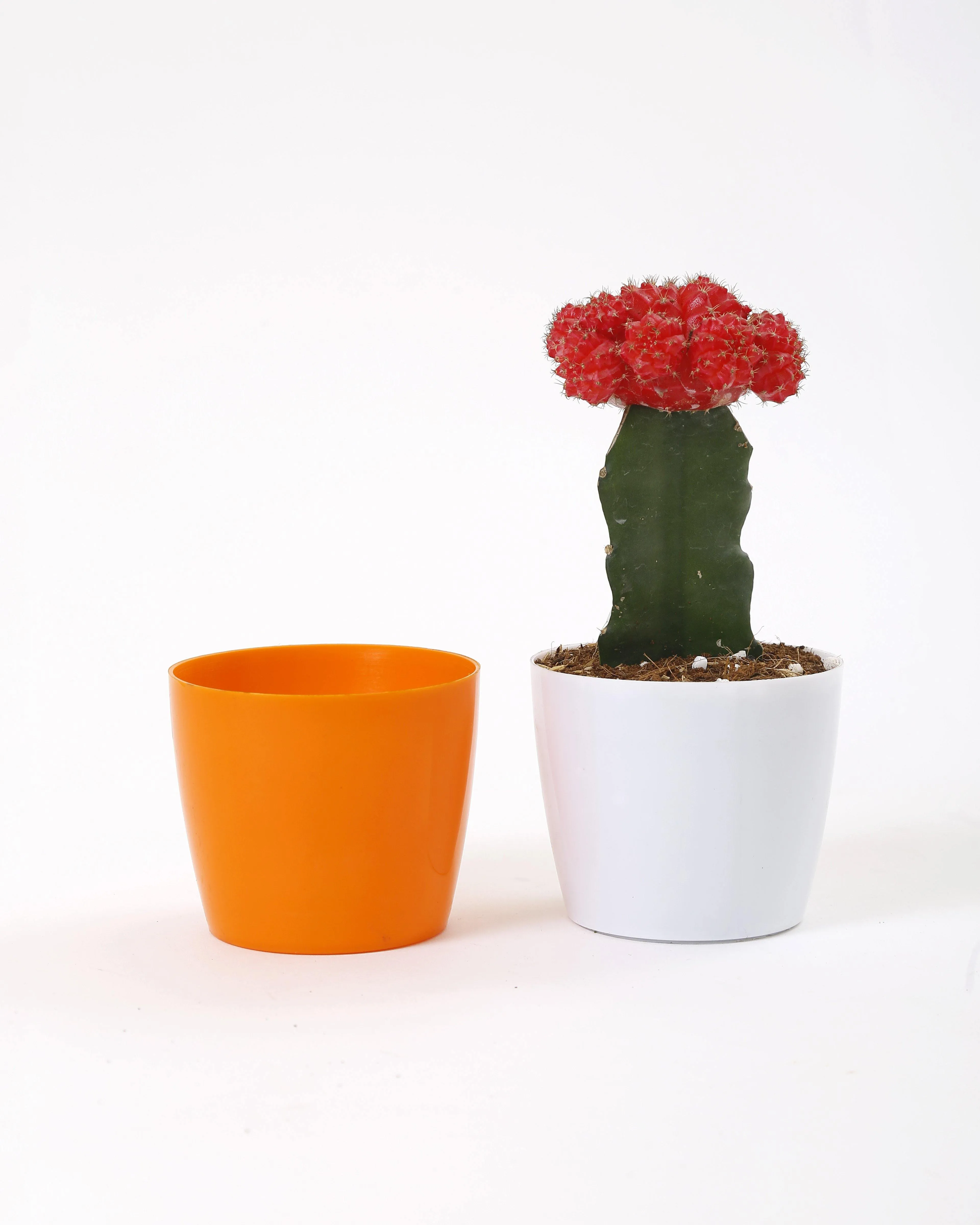 3.5 Inch Orange Singapore Pot (90mm)