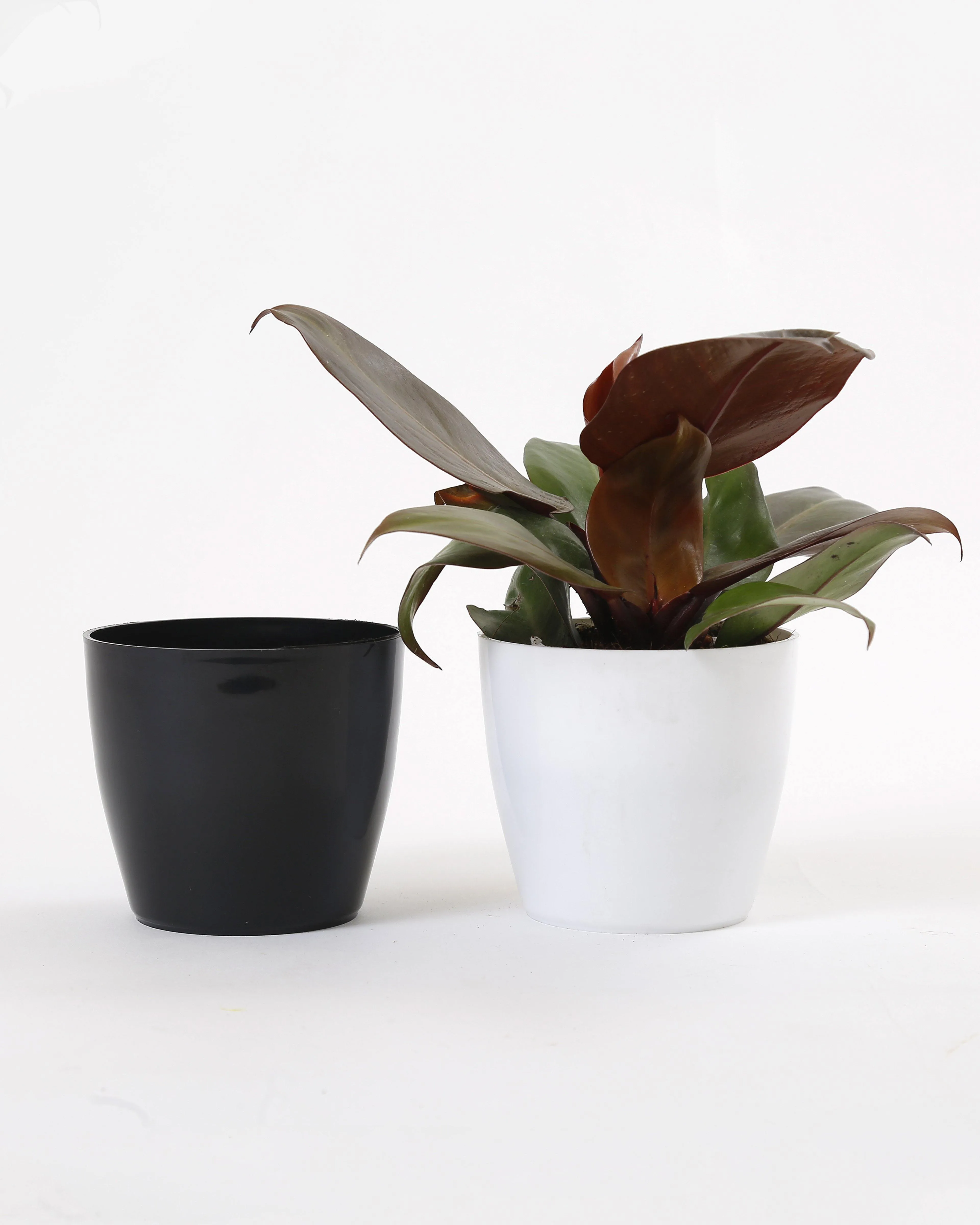 4 Inch Black Singapore Pot (105mm)