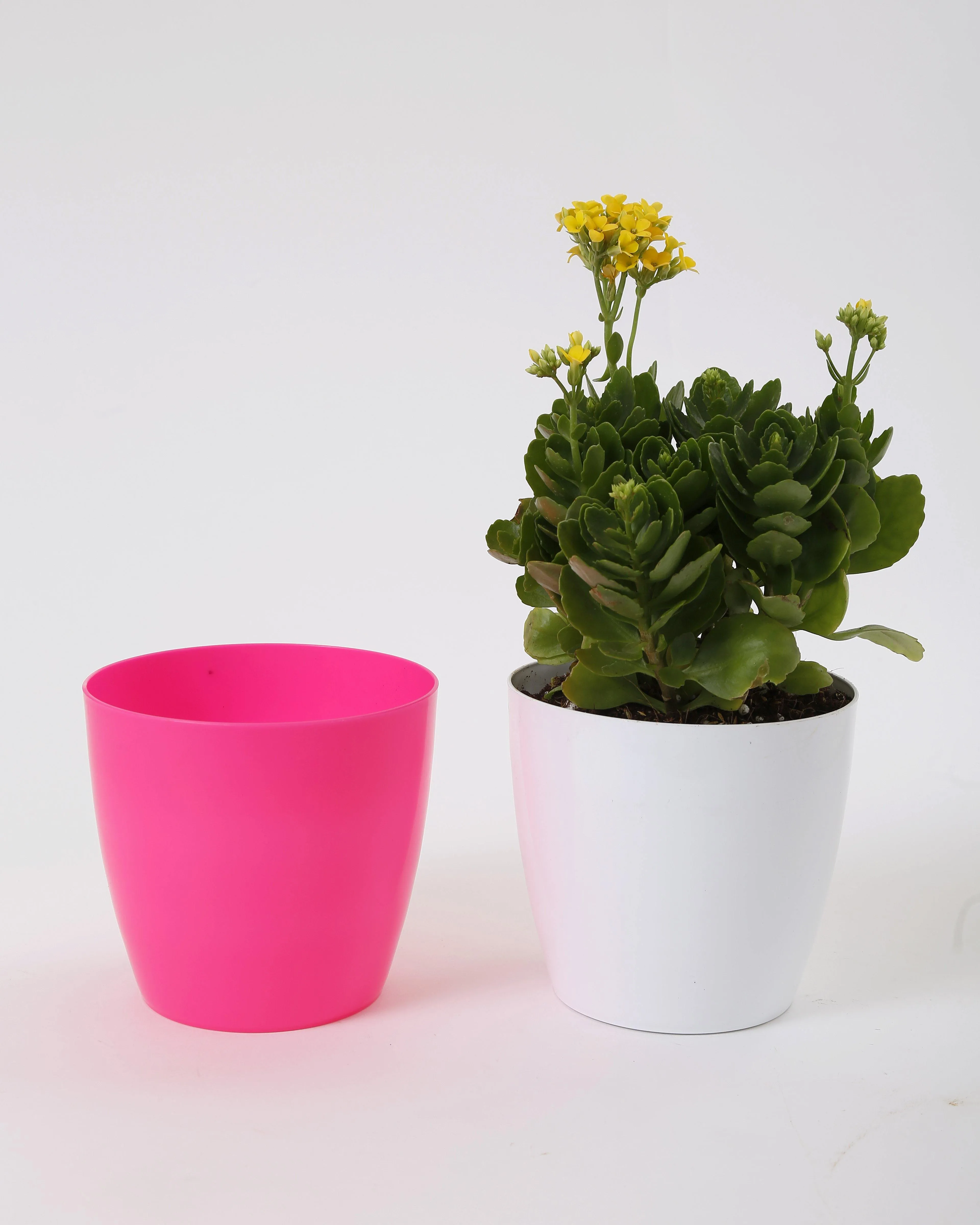 6 Inch Pink Singapore Pot (160mm)